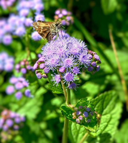 Blue Mistflower plant