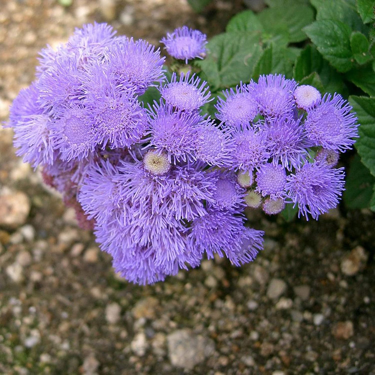 Blue Mistflower plant