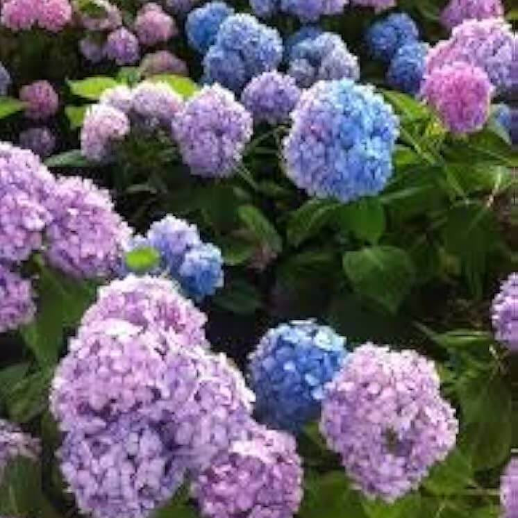 Blue Pink Azalea plant