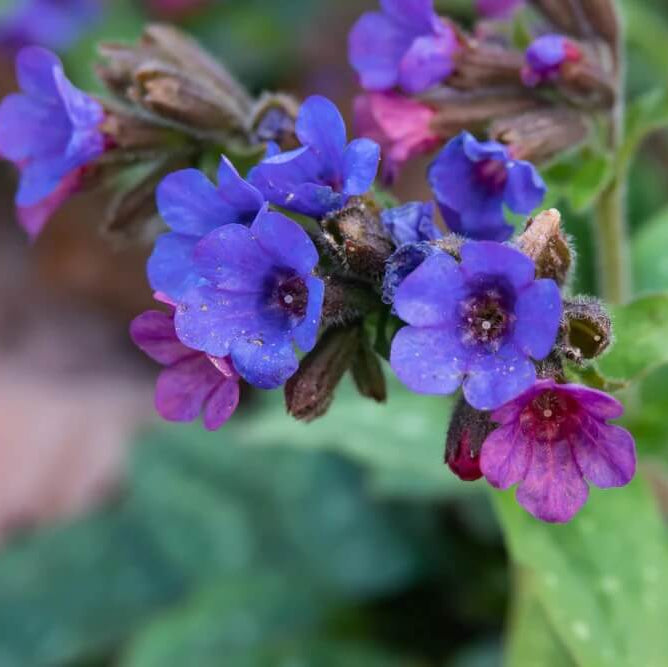 Blue Pulmonaria Lungwort plant