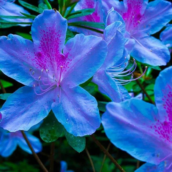 Blue Purple Azalea plant