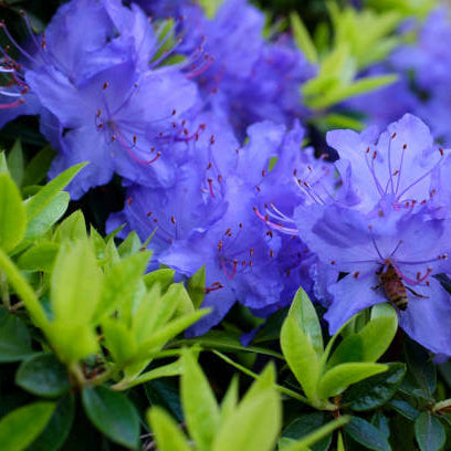 Blue Purple Azalea plant