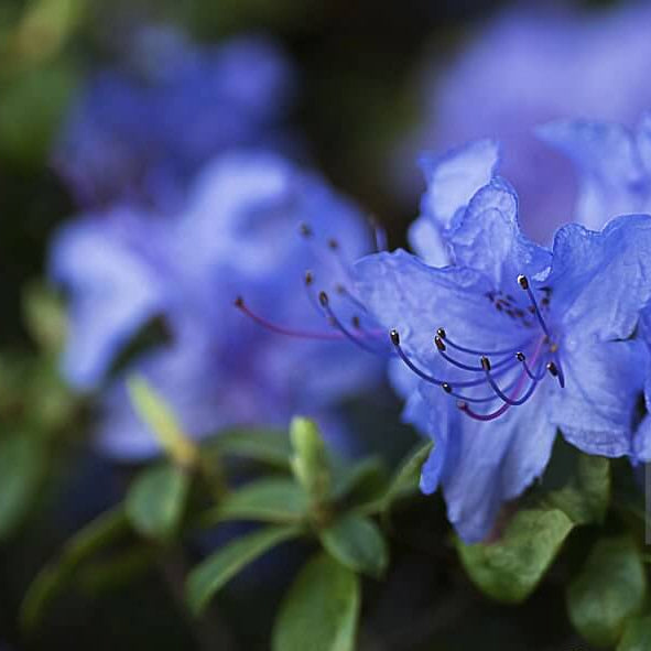 Blue Purple Azalea plant