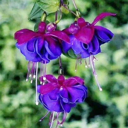 Blue Purple Fuchsia plant