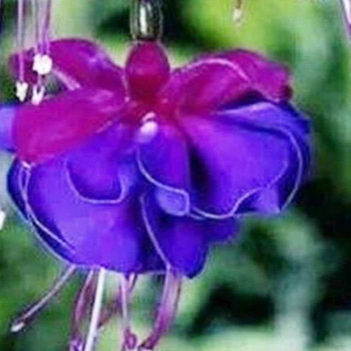 Blue Purple Fuchsia plant