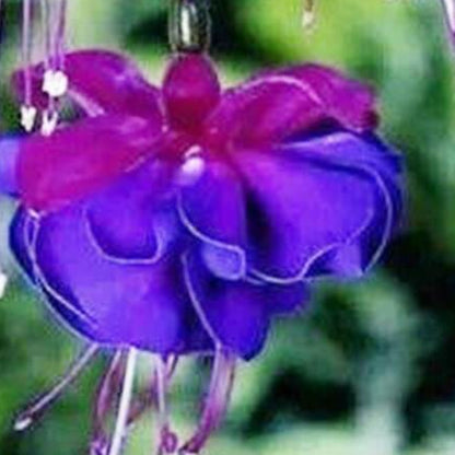 Blue Purple Fuchsia plant