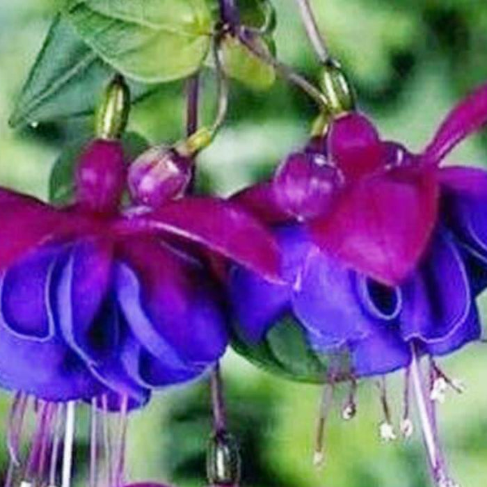 Blue Purple Fuchsia plant