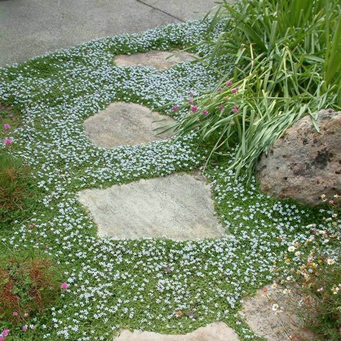 Blue Star Creeper plant
