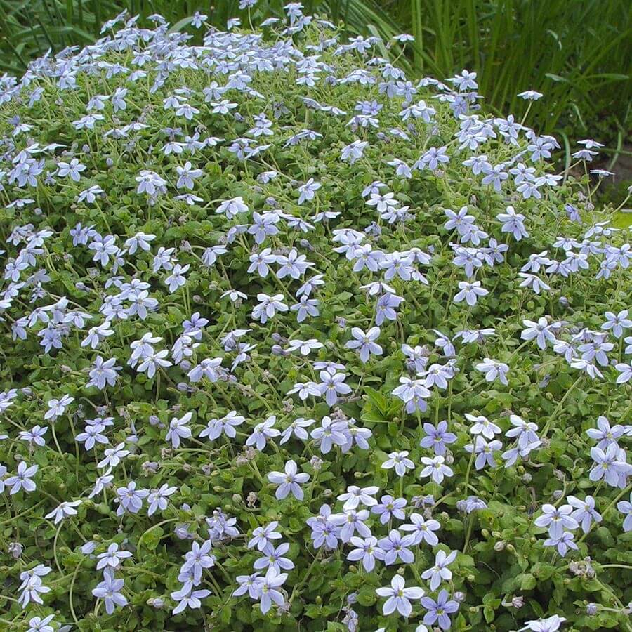 Blue Star Creeper plant