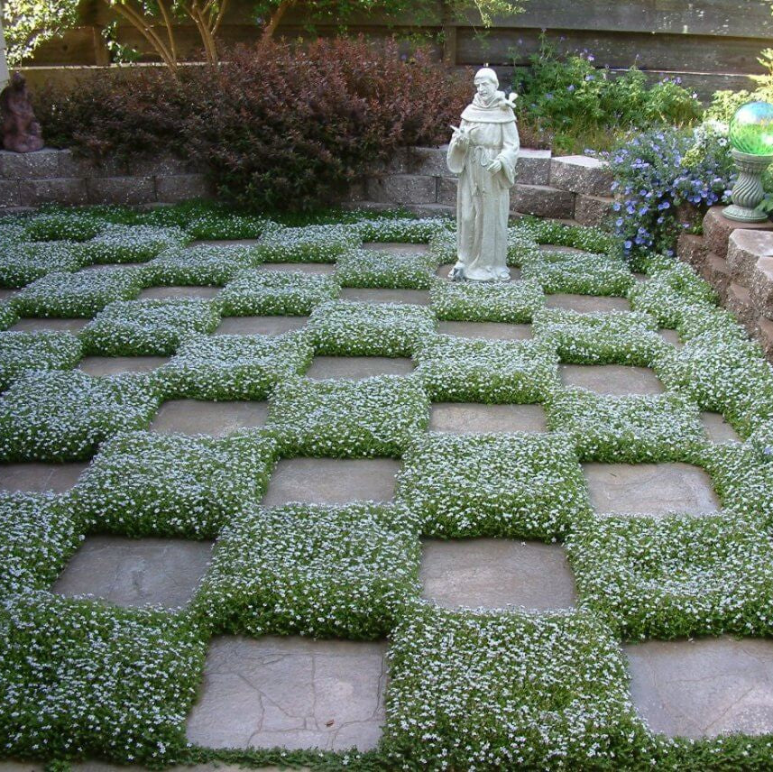Star Ground Cover plant