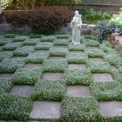 Star Ground Cover plant