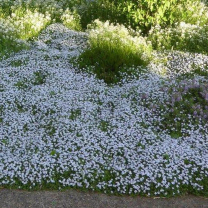 Star Ground Cover plant