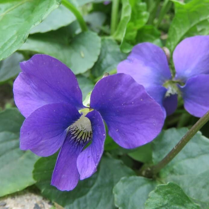 Blue Violet plant