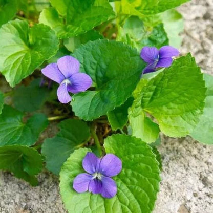 Blue Violet plant