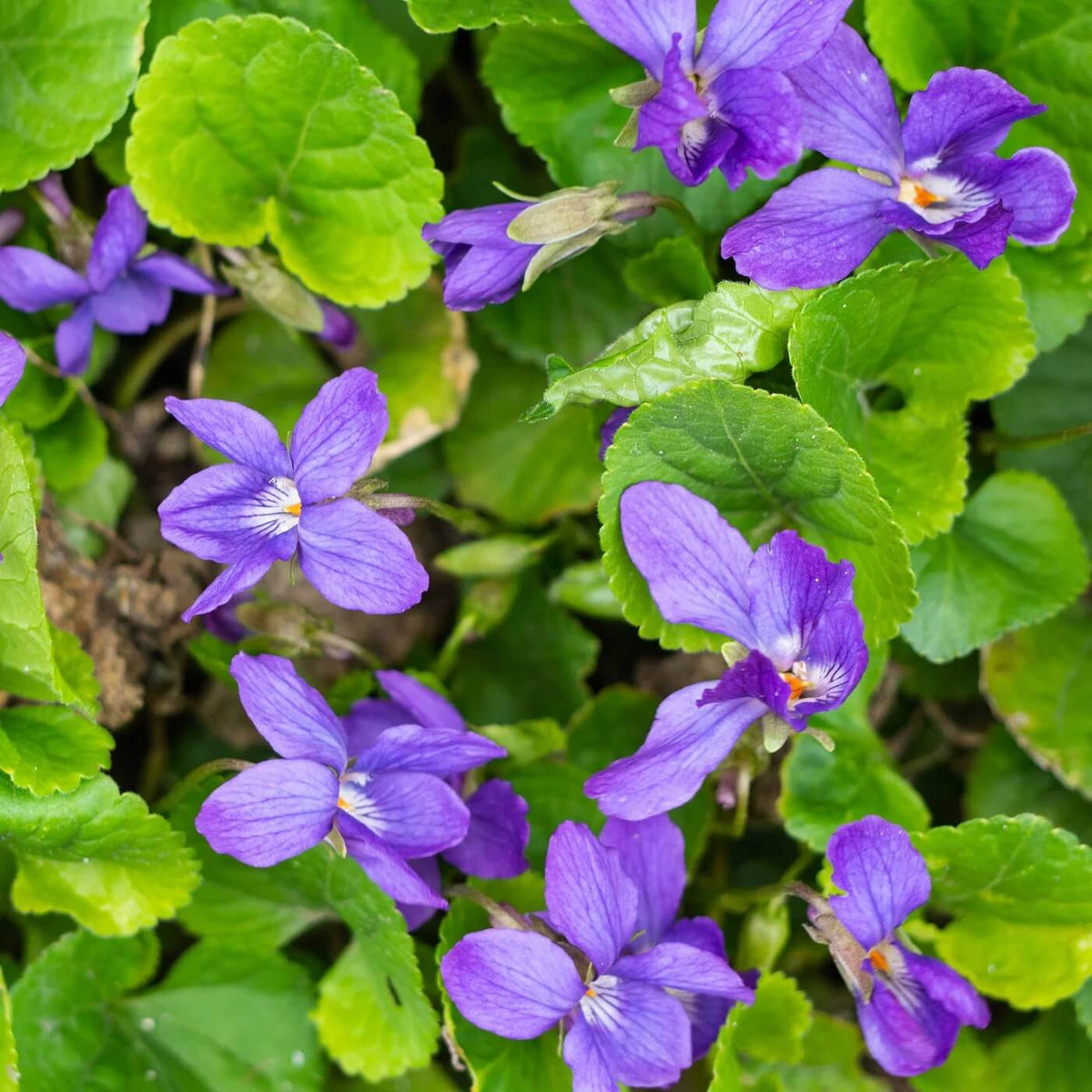 Blue Violet plant
