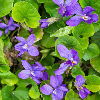 Blue Violet plant