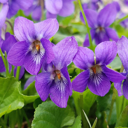 Blue Violet plant