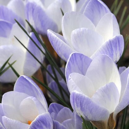 Whiite Mix Crocus plant