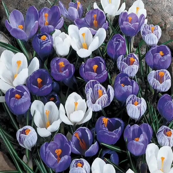 Whiite Mix Crocus plant