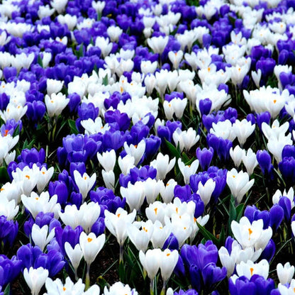 Whiite Mix Crocus plant