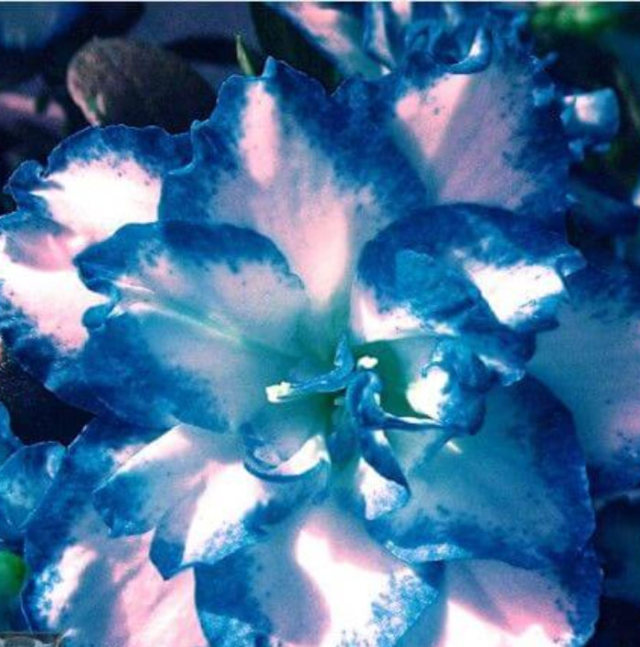 Blue White Azalea plant