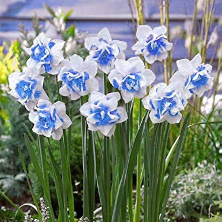 Blue White Daffodil plant