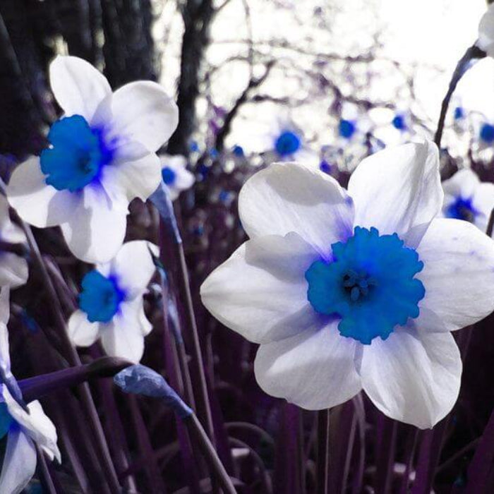 Blue White Daffodil plant