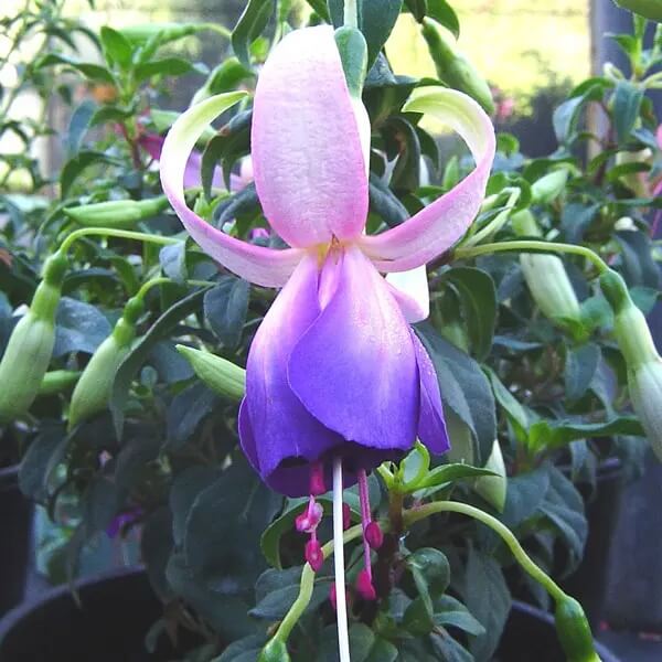 Blue White Fuchsia plant