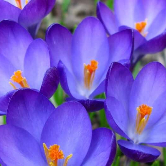 Blue Yellow Crocus plant