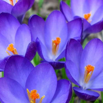 Blue Yellow Crocus plant