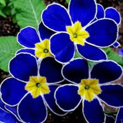 Blue Yellow Daffodils plant