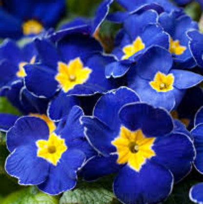 Blue Yellow Daffodils plant