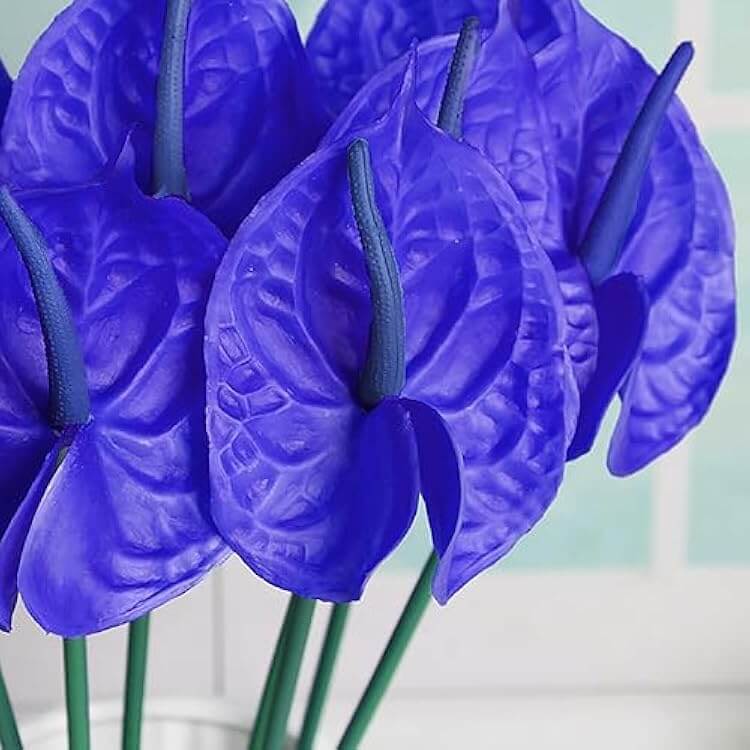 Blue anthurium Linden plant