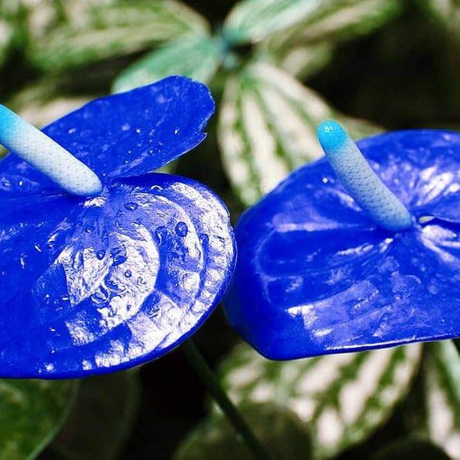 Blue anthurium plant
