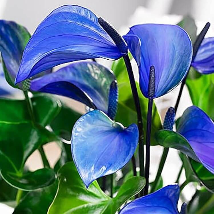 Blue anthurium plant