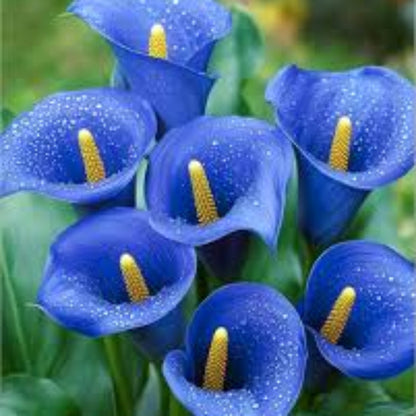 Blue calla lily plant