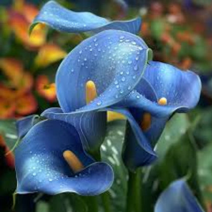 Blue calla lily plant
