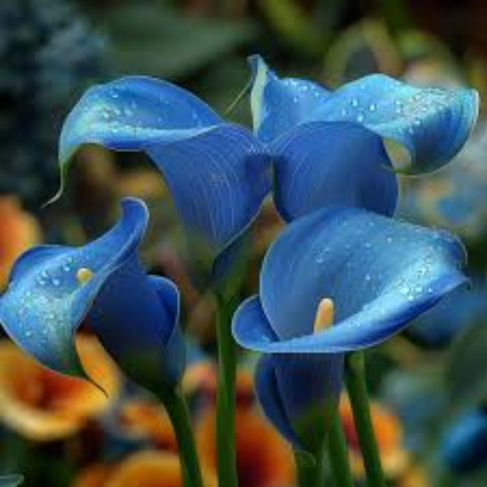Blue calla lily plant