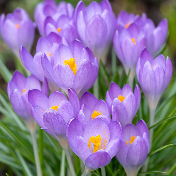 Blue ocean Crocus plant