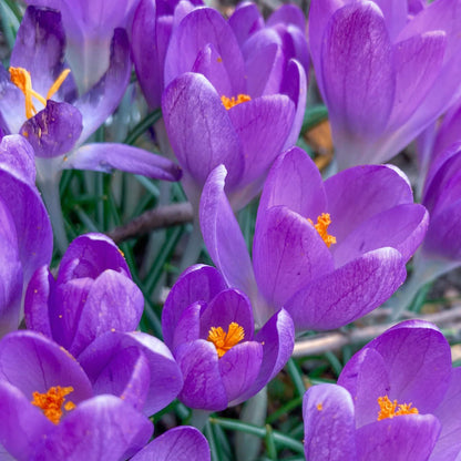 Blue ocean Crocus plant