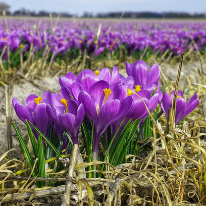 Blue ocean Crocus plant