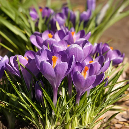 Blue ocean Crocus plant