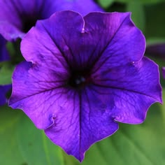 Blue petunia flowers blooming in a garden