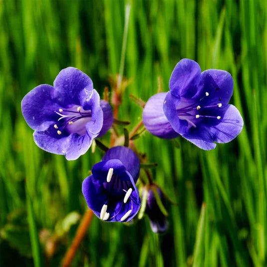 Bluebell flower seeds