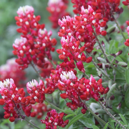 Red Texas Bluebonnet plant