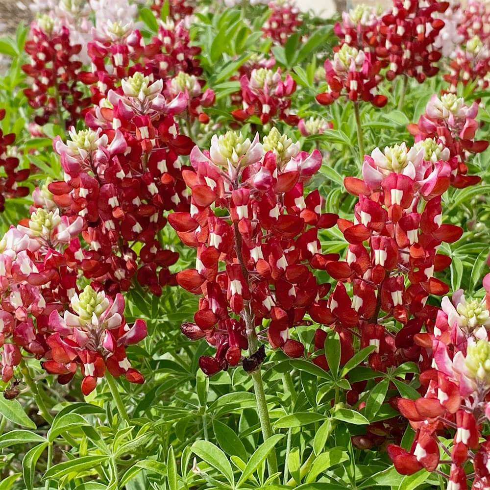 Red Texas Bluebonnet plant