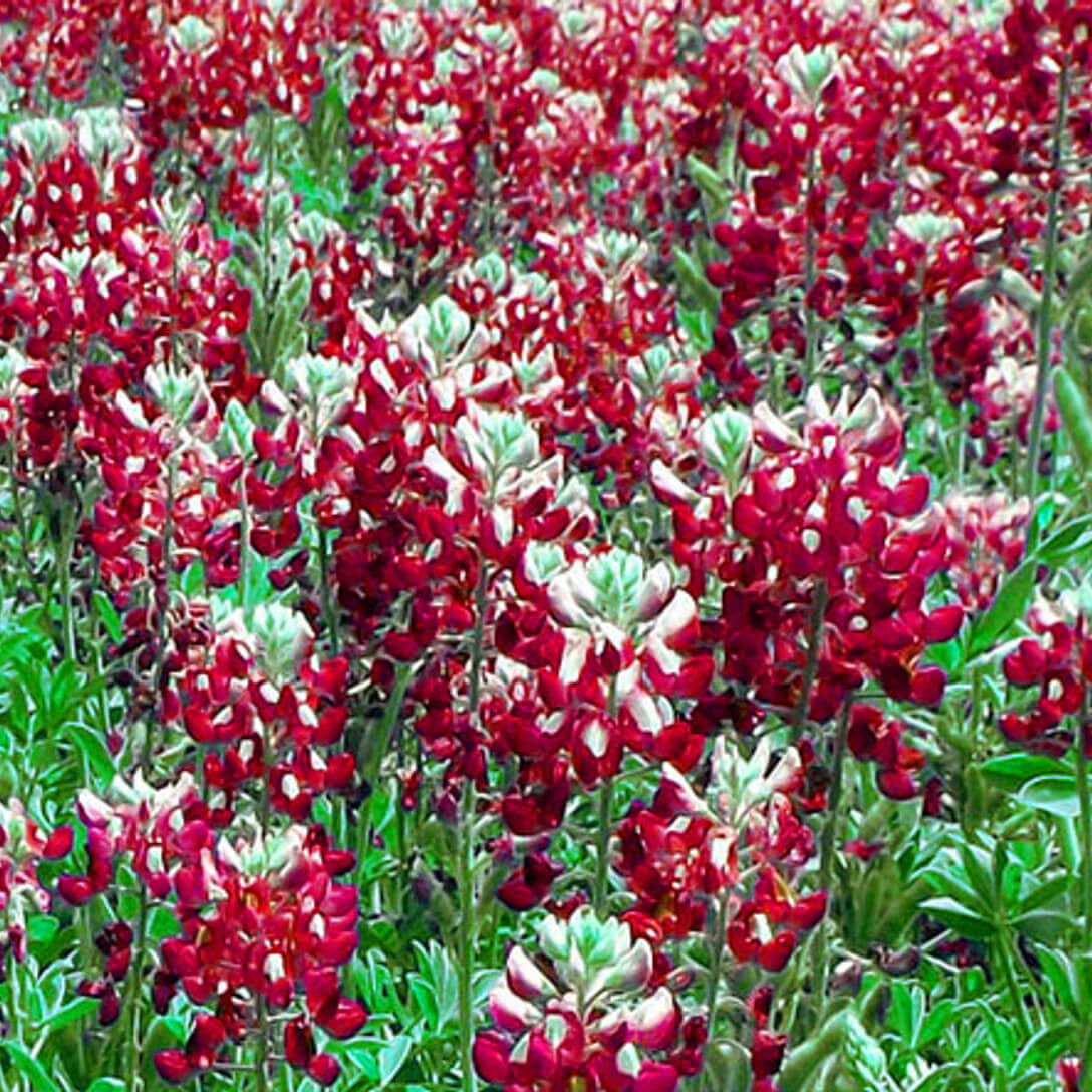 Red Texas Bluebonnet plant