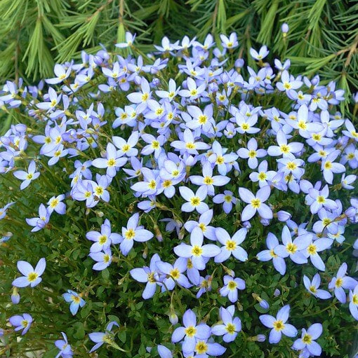 Bluets Flower plant