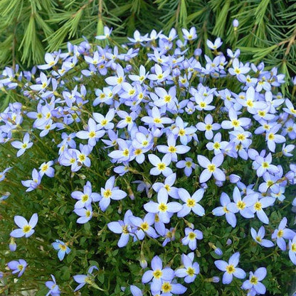 Bluets Flower plant