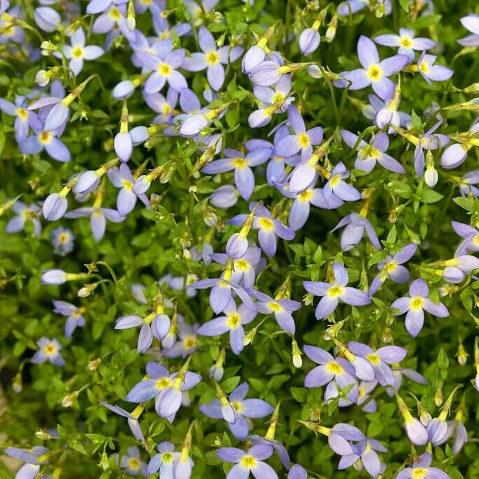 Bluets Flower plant